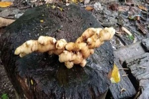 ginger from Zambia